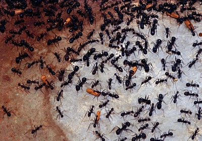 Ants Exterminate
