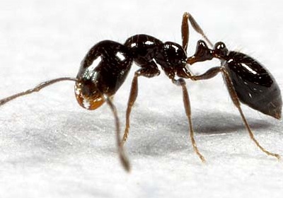 Ant Control