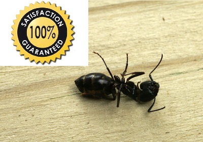 Ant kill