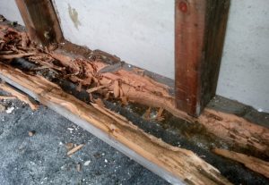 Damages caused by Termites