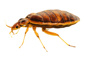 Bed Bugs 1 - Pest Control Pro's