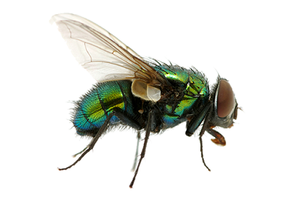 Flies Fly Control Get Rid Of A Fly Infestation In Your House Pest Control Pros